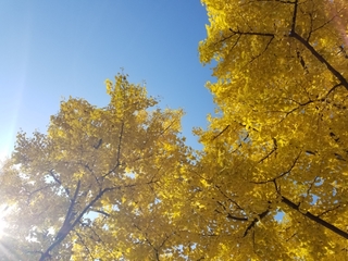 20171113124631486.jpg